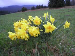 den tøetí - zataženo nad narcisy